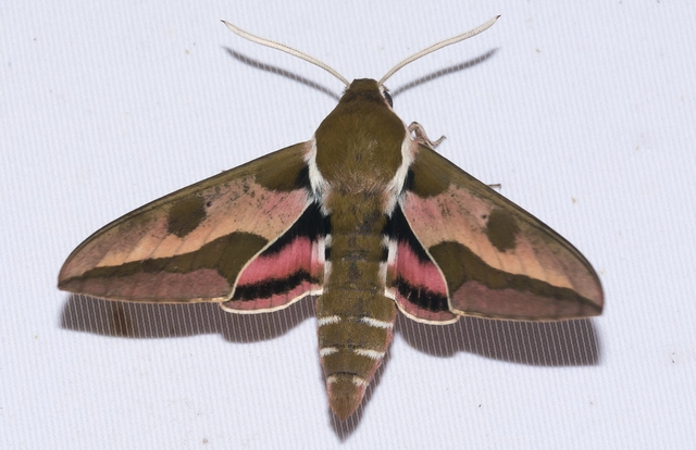 Hyles euphorbiae - kutyatejszender
