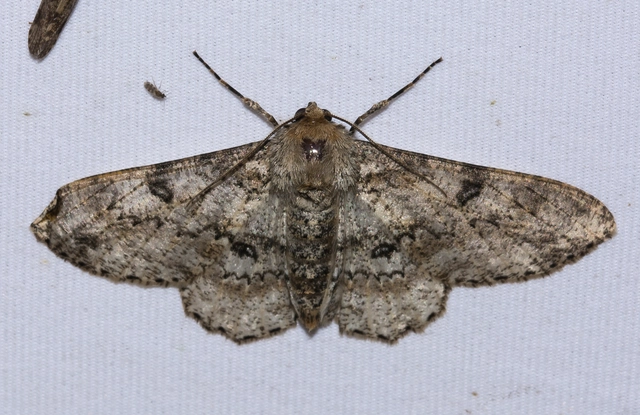 Ascotis selenaria - holdas faaraszoló