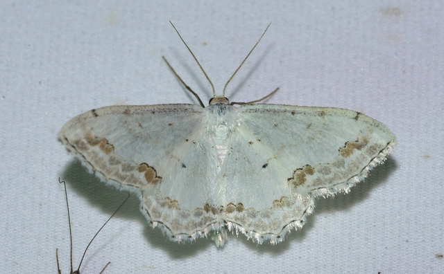 Scopula ornata - díszes fehéraraszoló