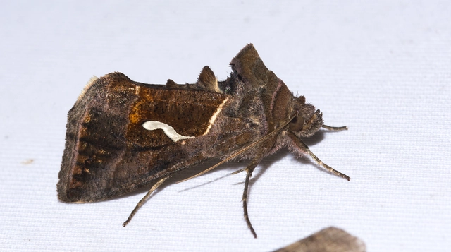 Macdunnoughia confusa - cseppfoltos ezüstbagoly