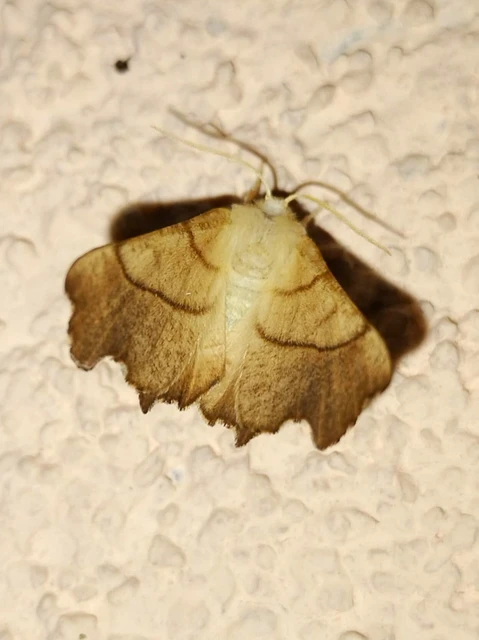 Ennomos fuscantaria - kőris-levélaraszoló