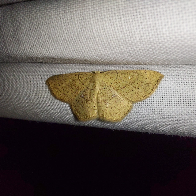 Cyclophora ruficiliaria - vörösrojtú pettyesaraszoló