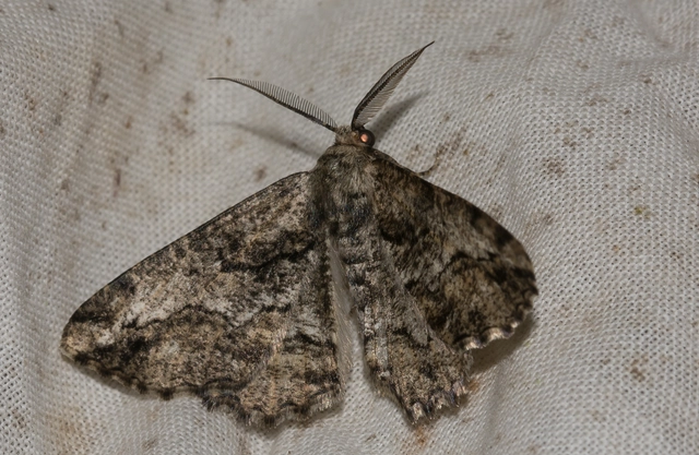 Synopsia sociaria - ürömaraszoló