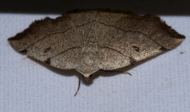 Eilicrinia trinotata - háromjegyű araszoló