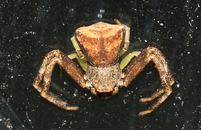 Pistius truncatus - csonka karolópók