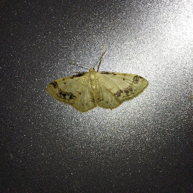 Idaea trigeminata - csúcsfoltos apróaraszoló