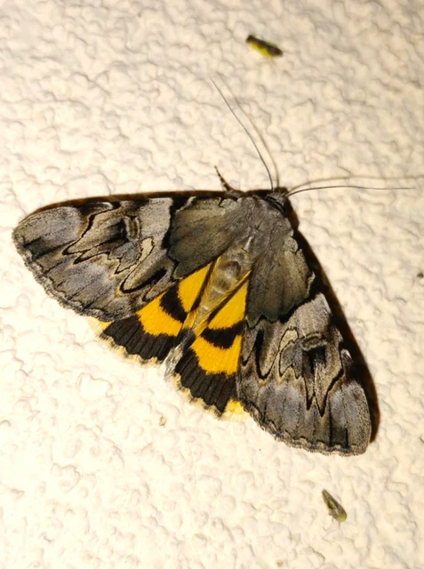 Catocala fulminea - galagonya-övesbagoly