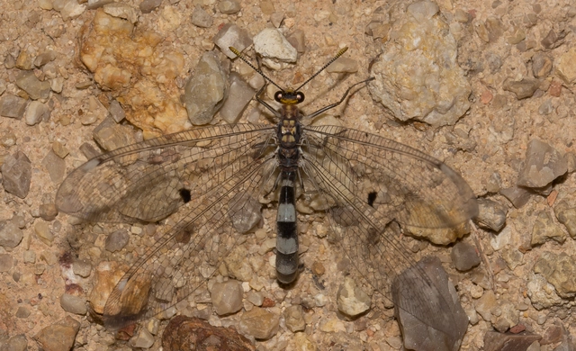 Megistopus flavicornis - kétfoltos hangyaleső