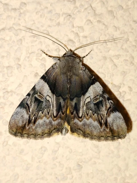 Catocala fulminea - galagonya-övesbagoly