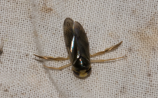 Corixidae - búvárpoloskák Corixidae - búvárpoloskák