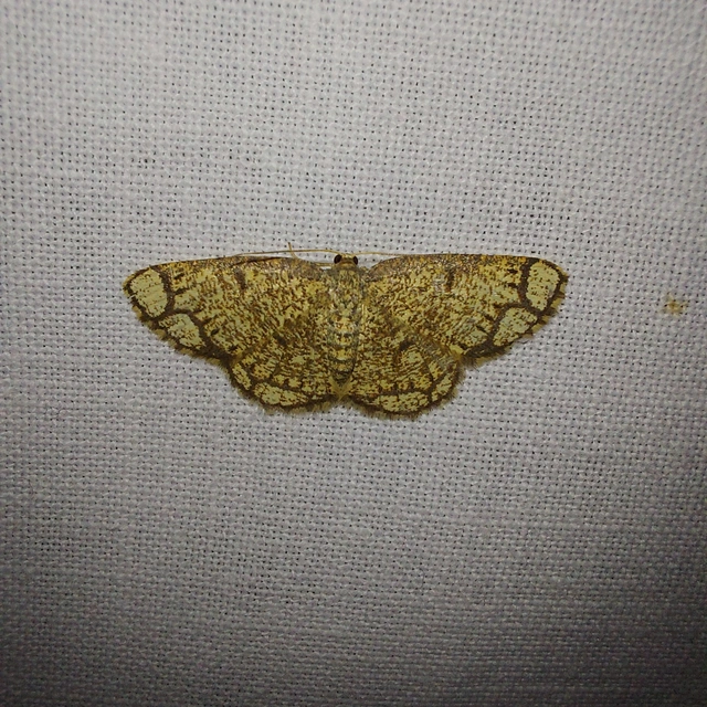 Stegania cararia - gyűrűs nyáraraszoló