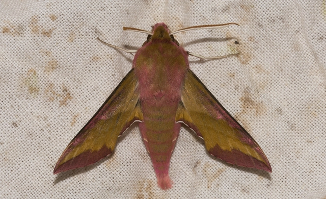 Deilephila porcellus - piros szender