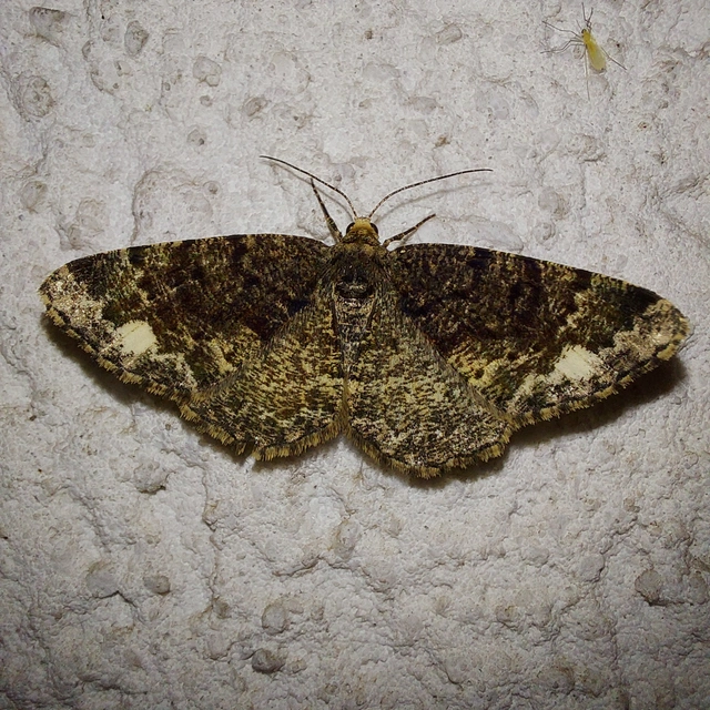 Parectropis similaria - barna zuzmóaraszoló