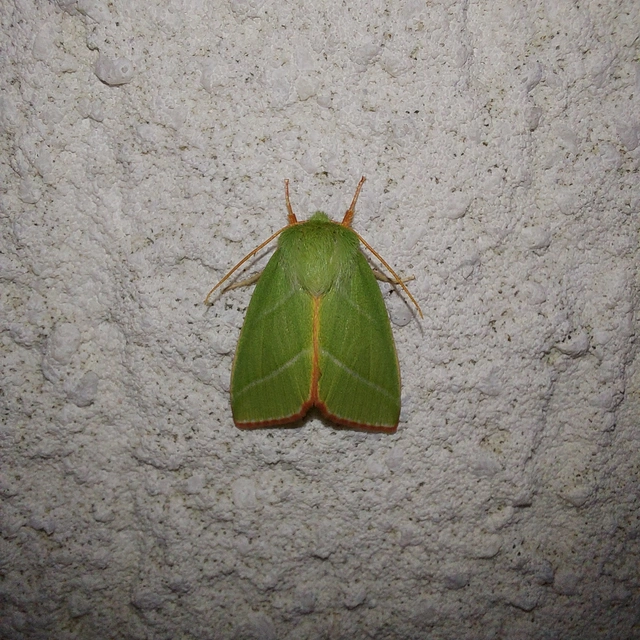 Pseudoips prasinana - bükkfa-zöldbagoly