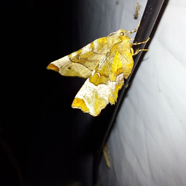 Selenia tetralunaria - négyfoltos holdasaraszoló