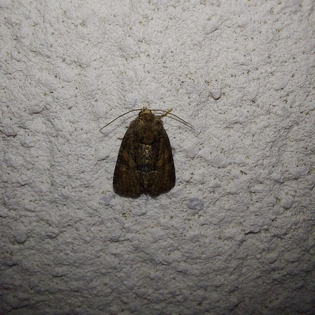 Oligia strigilis/latruncula/versicolor