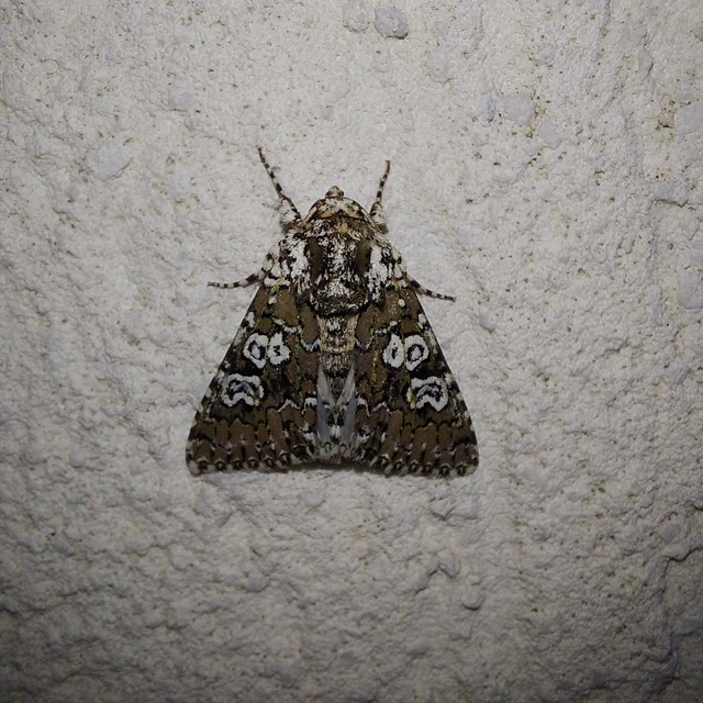 Lamprosticta culta - hármasfoltú bagoly