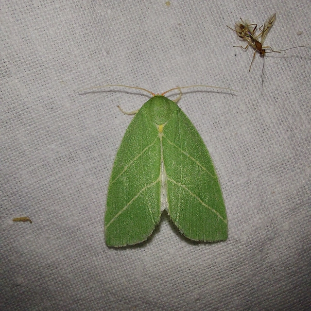 Bena bicolorana - tölgyfa-zöldbagoly