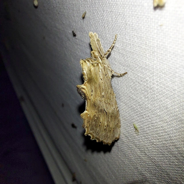 Pterostoma palpina - csőrös púposszövő
