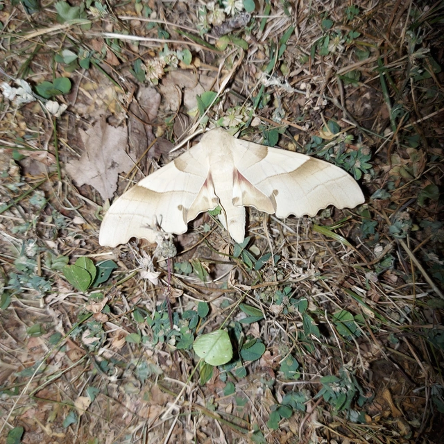 Marumba quercus - tölgyfaszender