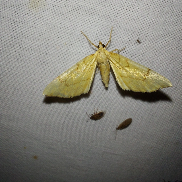 Eulithis pyraliata - sárga galajaraszoló