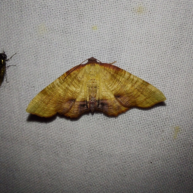 Plagodis dolabraria - baltaszárnyú araszoló