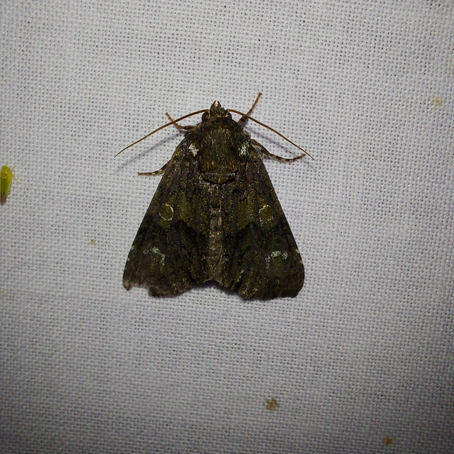 Craniophora ligustri - fagyalbagoly