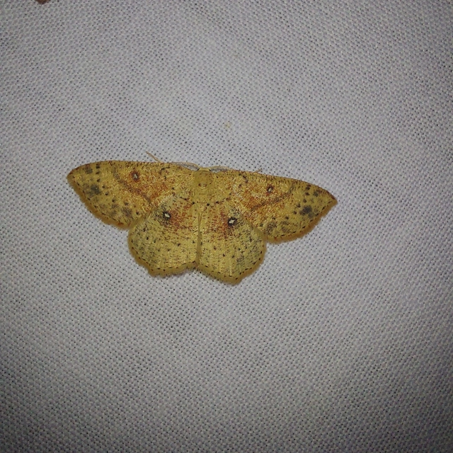 Cyclophora porata - körös pettyesaraszoló
