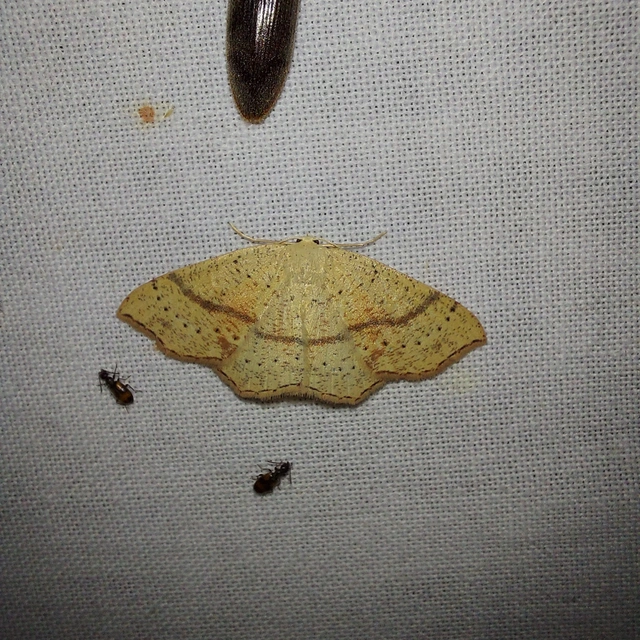 Cyclophora punctaria - sávos pettyesaraszoló