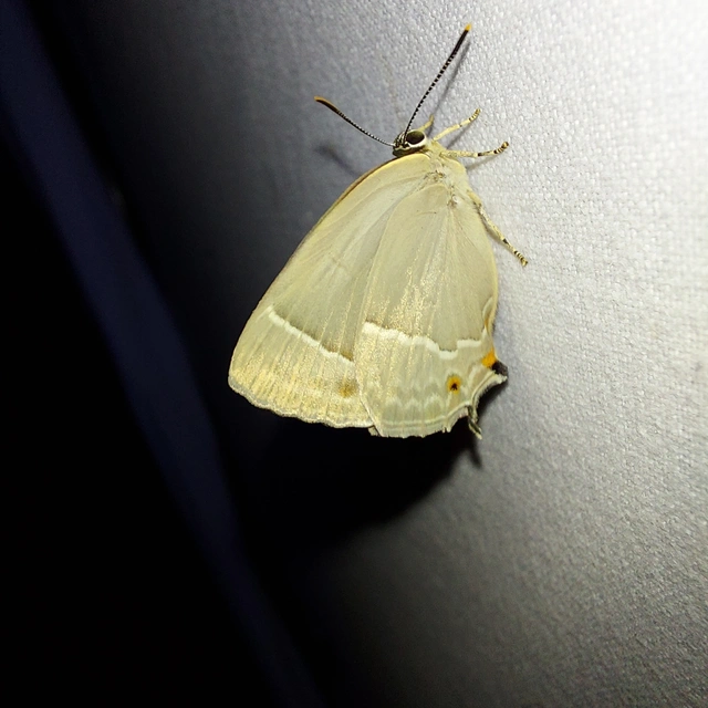 Neozephyrus quercus - tölgyfalepke