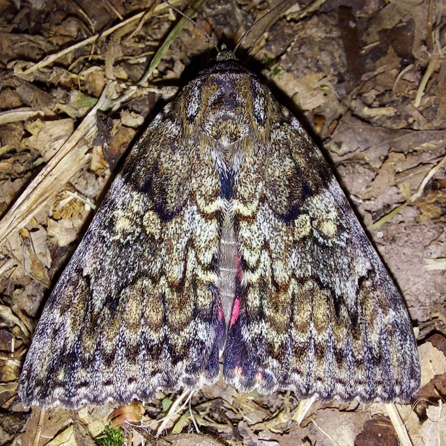 Catocala sponsa - tölgyfa-övesbagoly