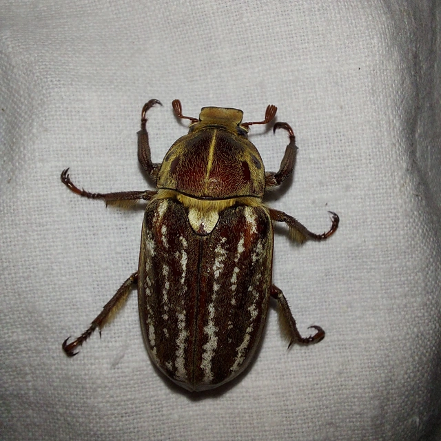 Anoxia orientalis - keleti cserebogár