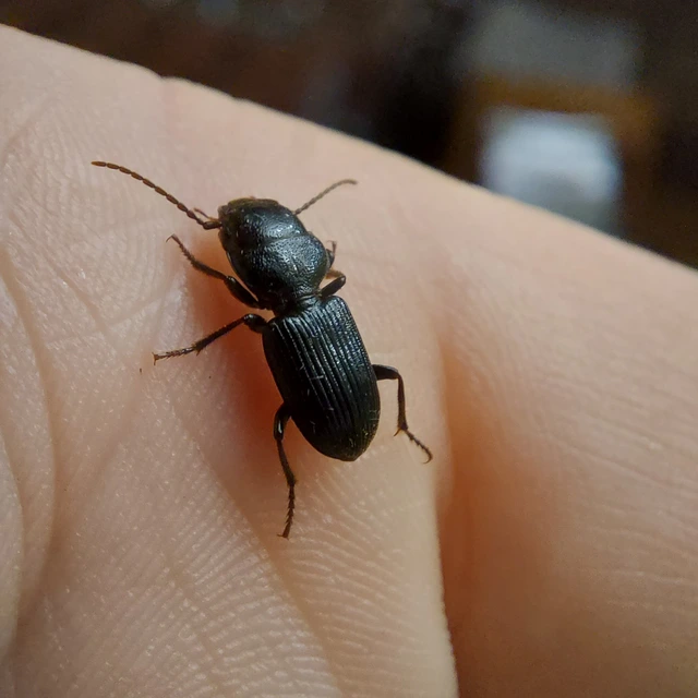 Dixus clypeatus - pajzsosnyakú futó