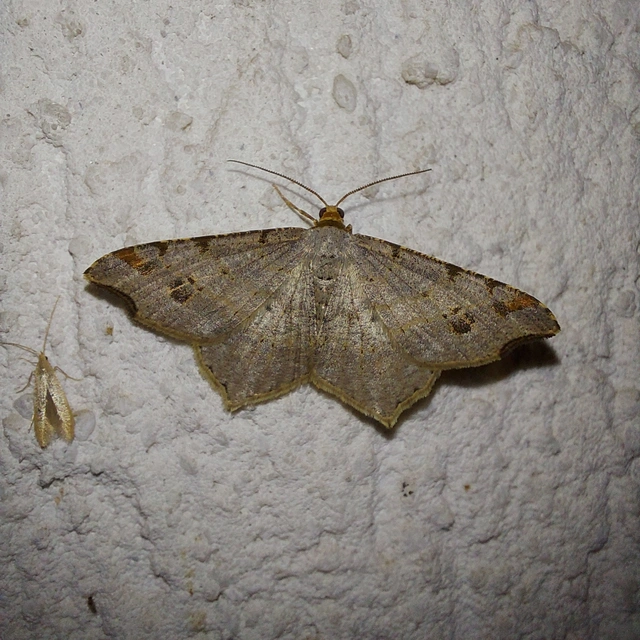 Macaria alternata - közönséges szürkearaszoló