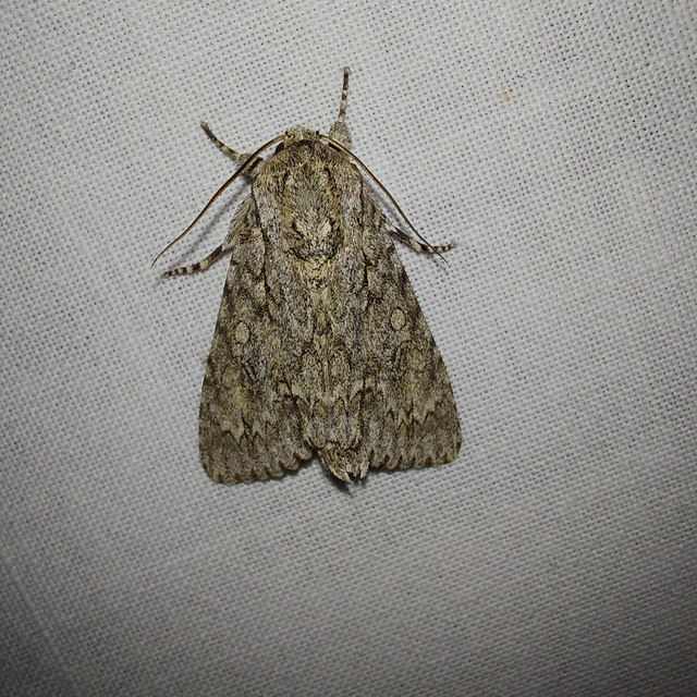 Acronicta aceris - vadgesztenye-szigonyosbagoly