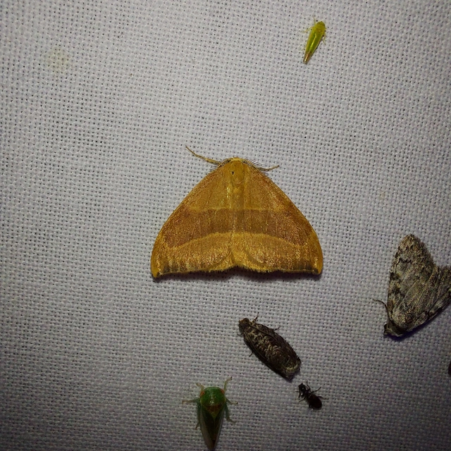 Watsonalla cultraria - bükkfa-sarlósszövő
