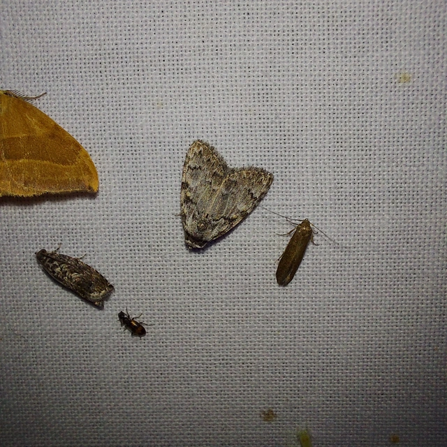 Meganola strigula - hamvas pamacsosszövő