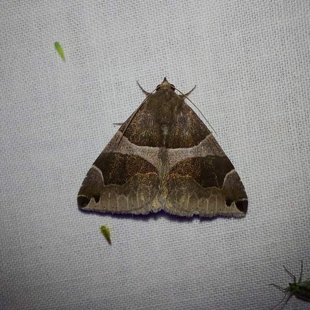 Dysgonia algira - déli porcelánbagoly