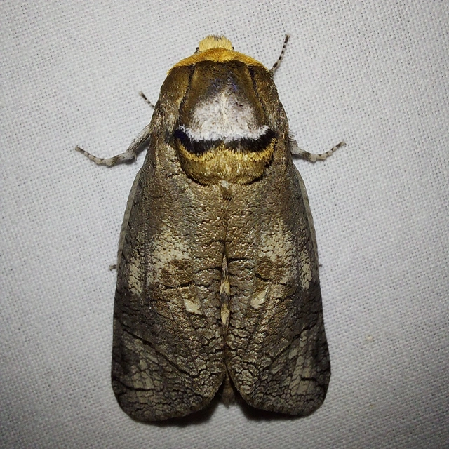 Cossus cossus - fűzfarontólepke