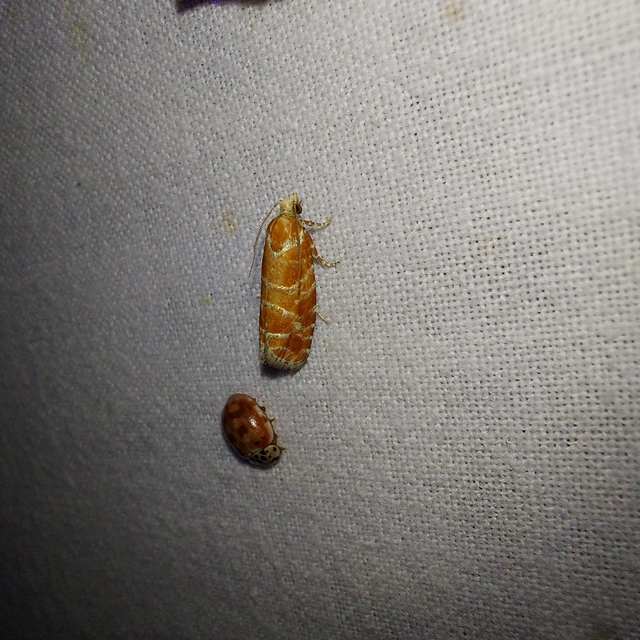 Rhyacionia buoliana - fenyőilonca