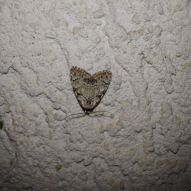 Meganola strigula - hamvas pamacsosszövő
