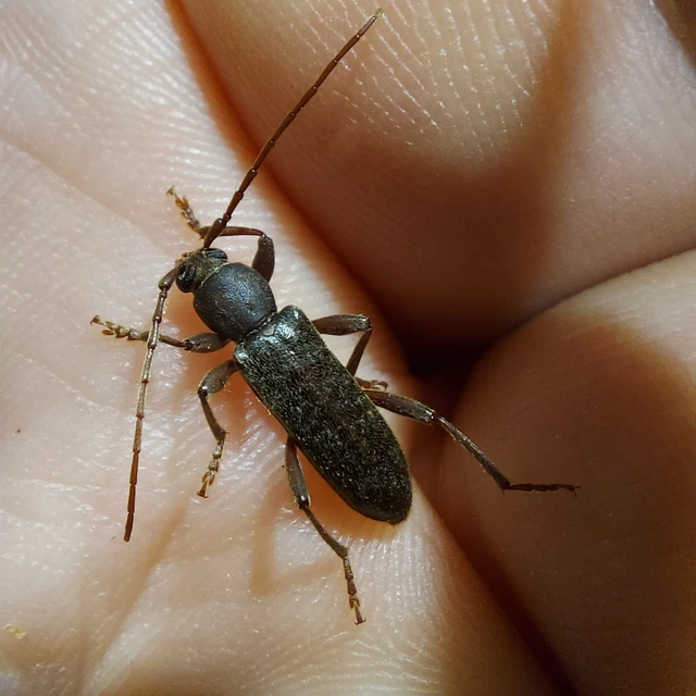 Trichoferus campestris - szállóvendég éjicincér