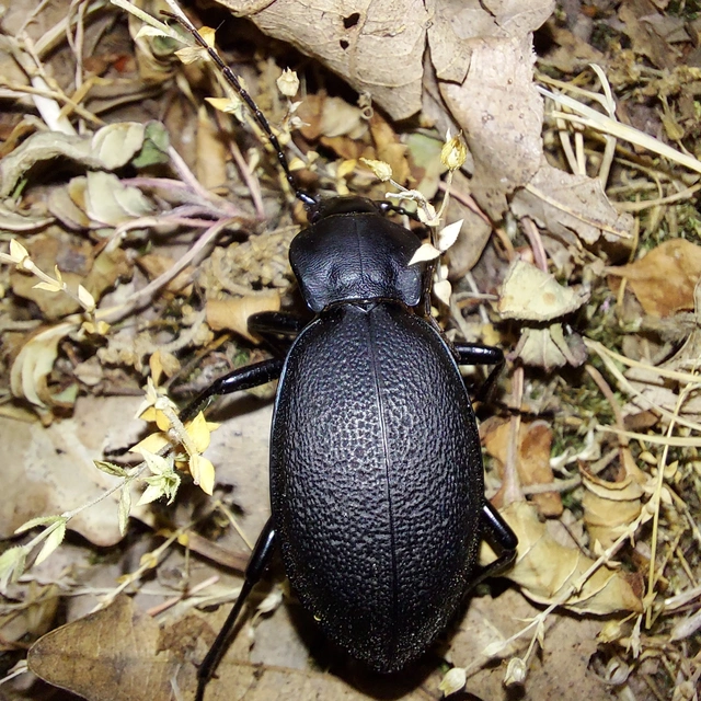 Carabus coriaceus - bőrfutrinka