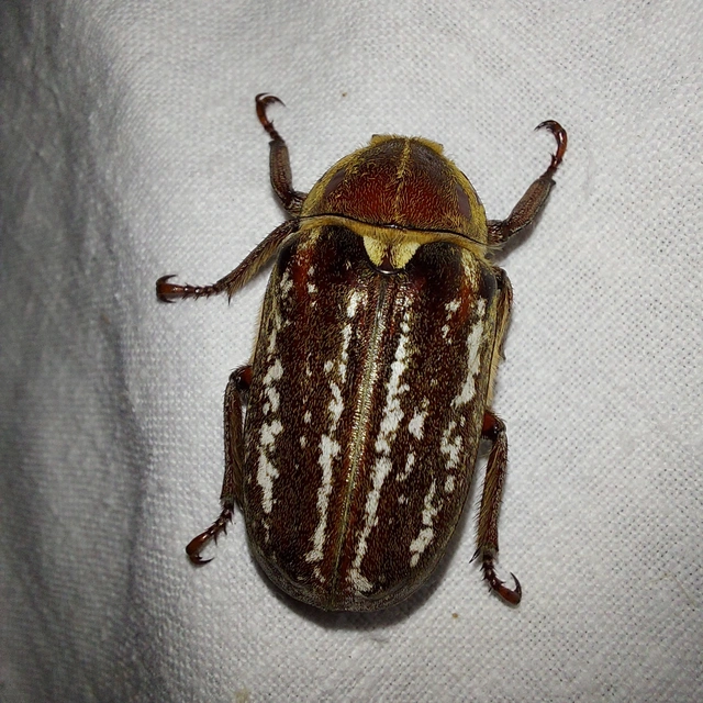 Anoxia orientalis - keleti cserebogár