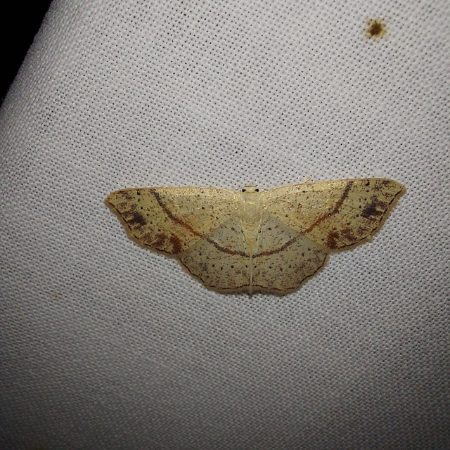 Cyclophora punctaria - sávos pettyesaraszoló