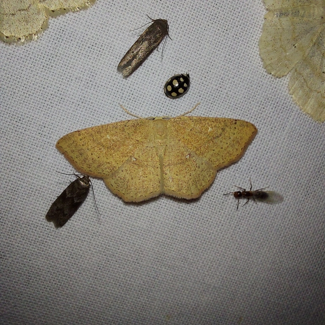 Cyclophora ruficiliaria - vörösrojtú pettyesaraszoló