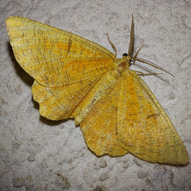 Angerona prunaria - sárga kökényaraszoló