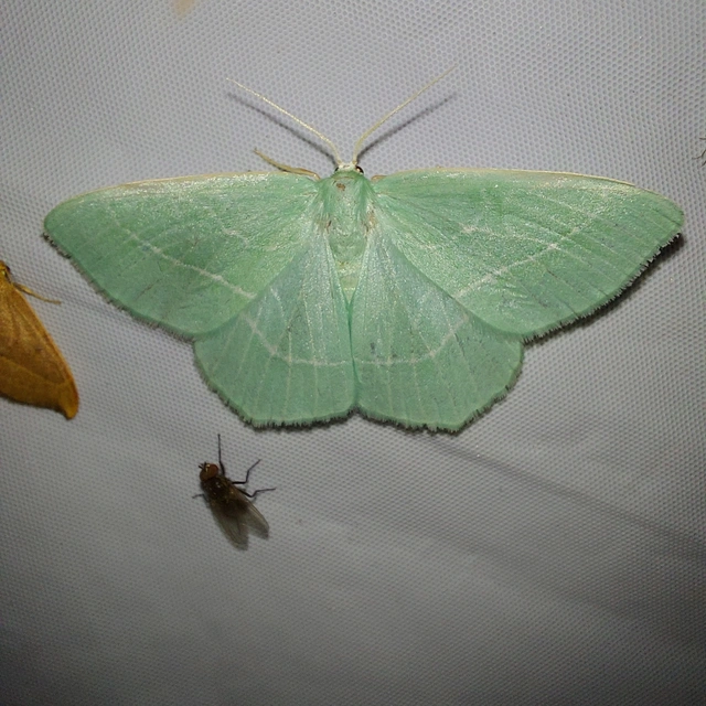 Hemistola chrysoprasaria - kékes zöldaraszoló