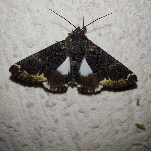 Catephia alchymista - fekete övesbagoly
