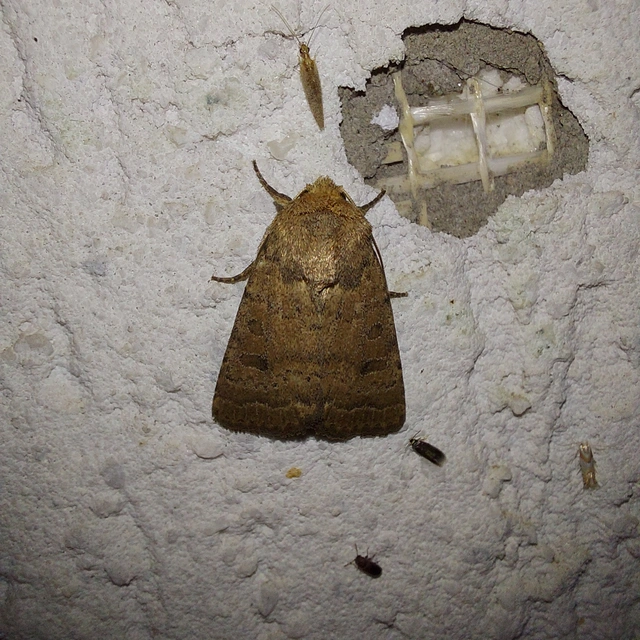 Hoplodrina octogenaria - barna selymesbagoly